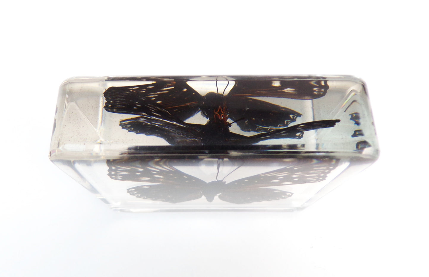 Dichorragia Nesimachus 75mmx75mm