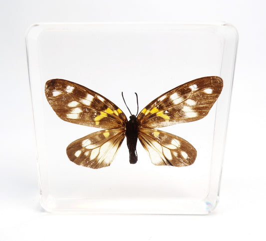 Erasmia Pulchella 75mmx75mm