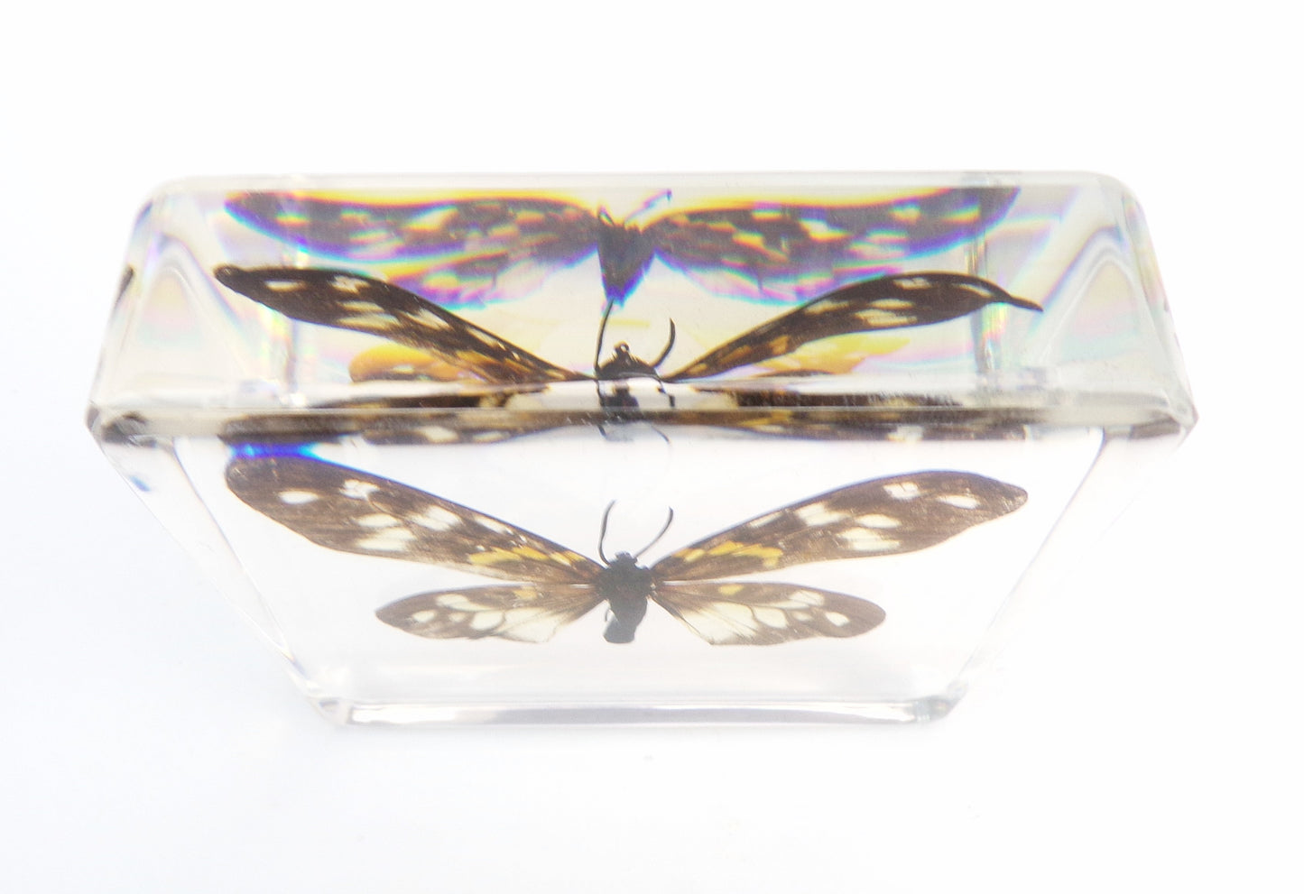Erasmia Pulchella 75mmx75mm