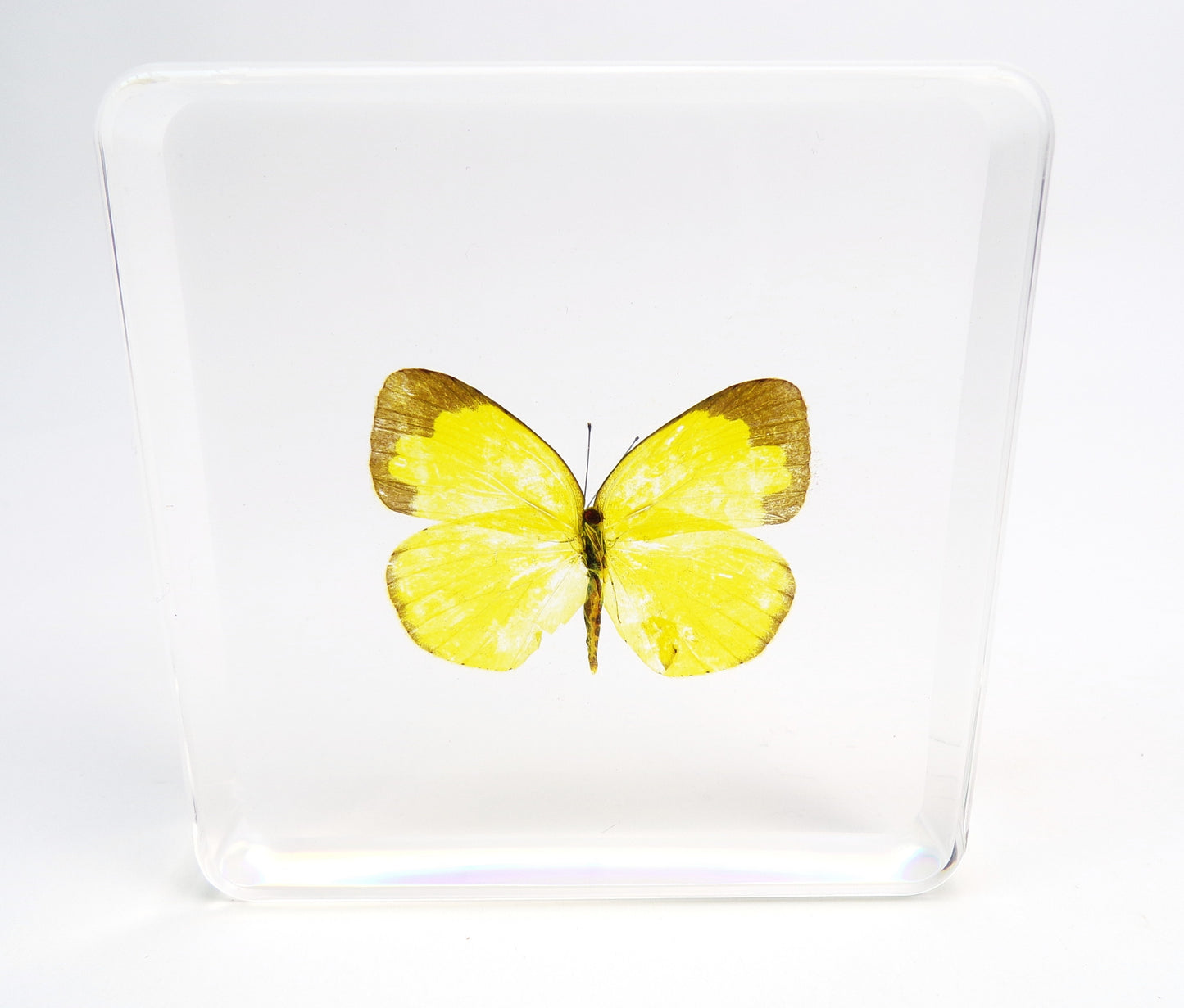 Eurema Blanda 75mmx75mm
