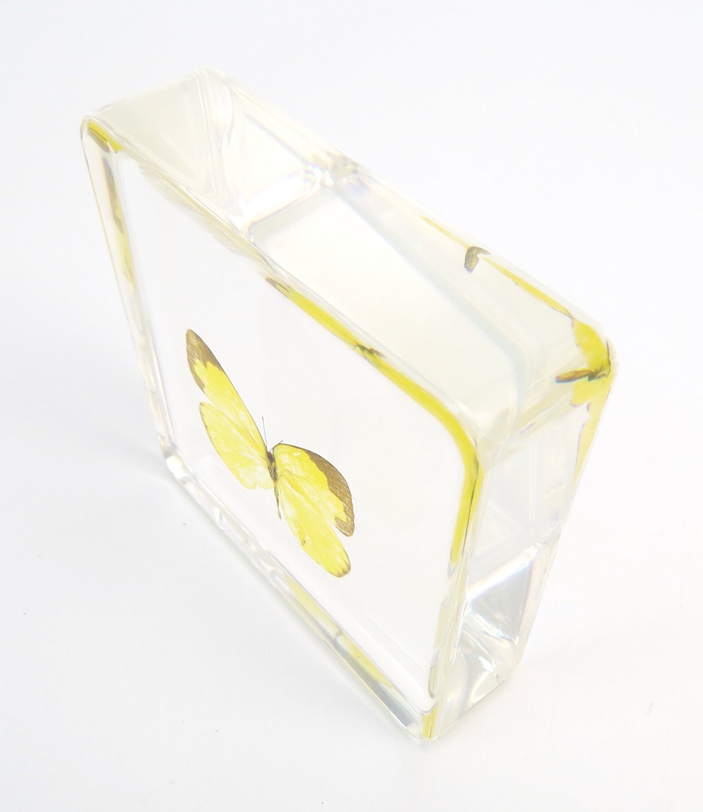 Eurema Blanda 75mmx75mm