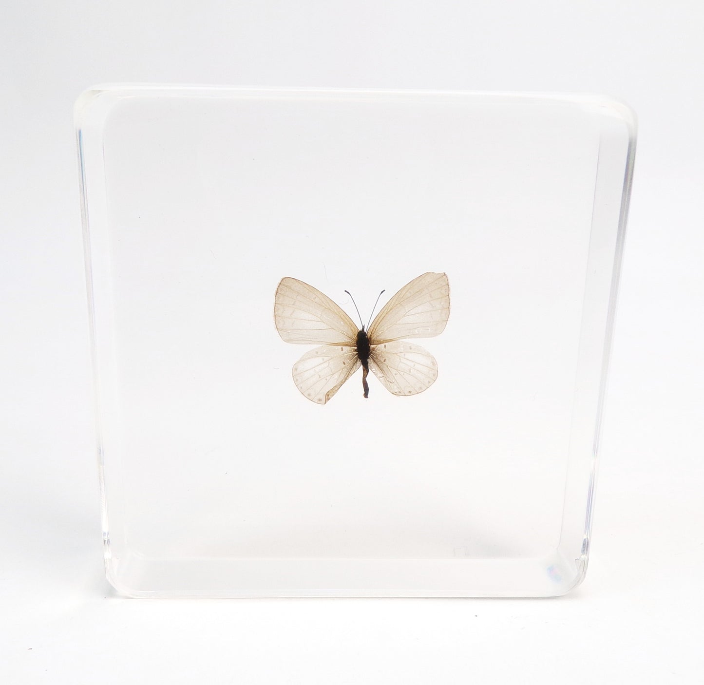 Everes Argiades (Pallas) 75mmx75mm
