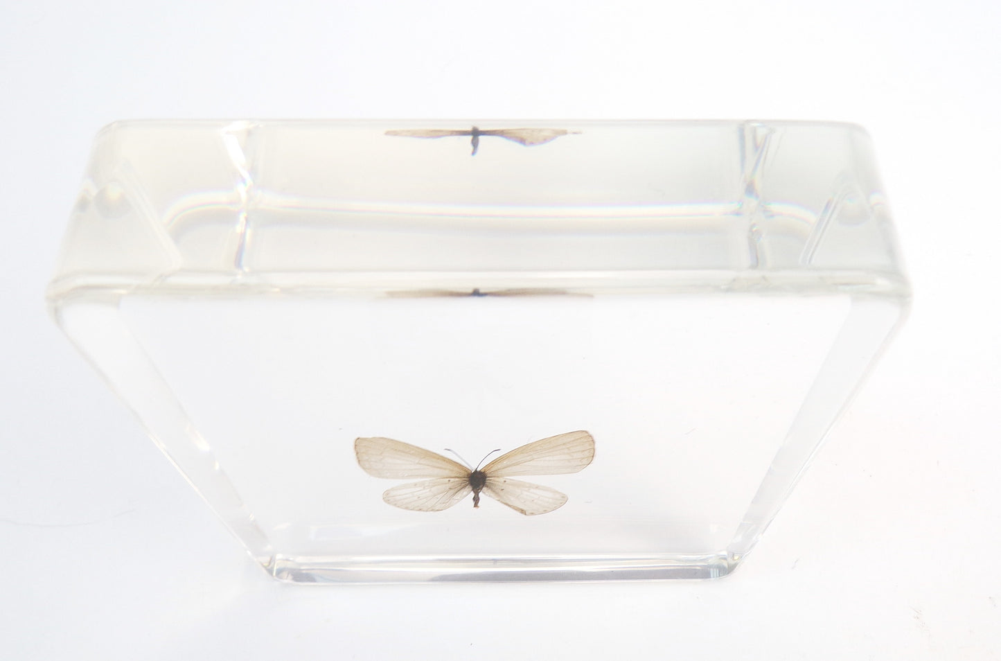 Everes Argiades (Pallas) 75mmx75mm