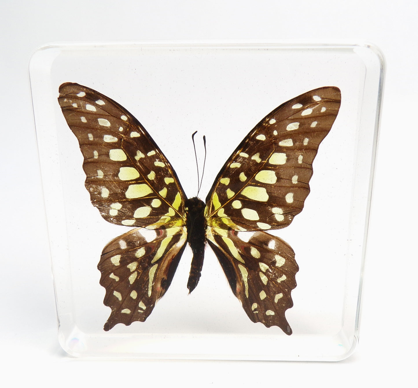 Graphium Agamemnon 75mmx75mm