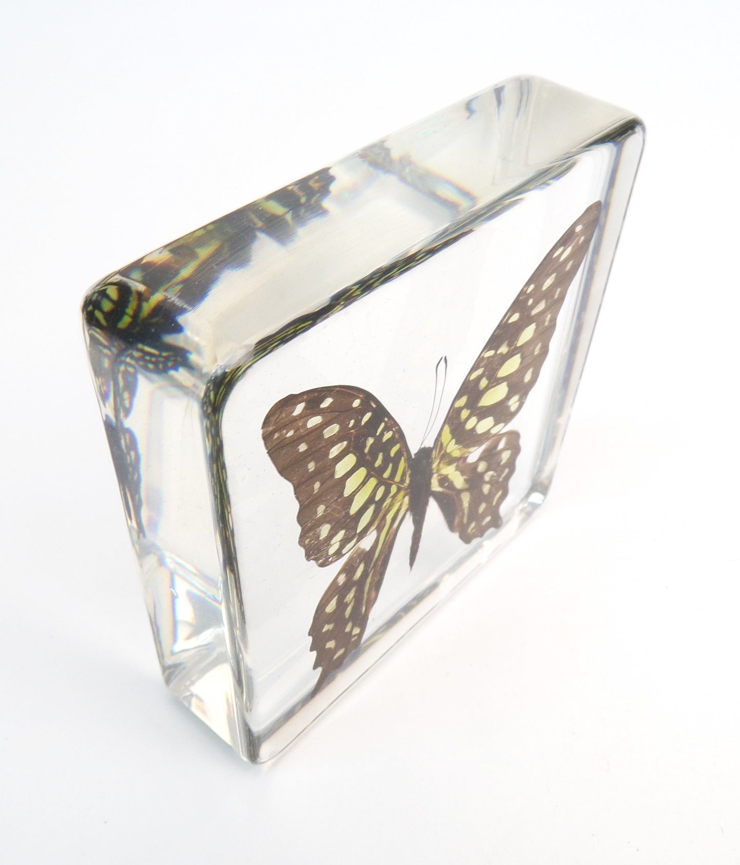 Graphium Agamemnon 75mmx75mm