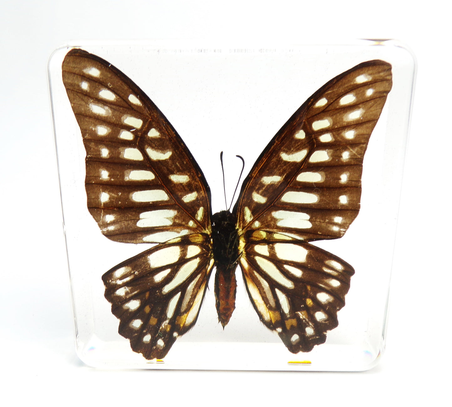 Graphium Doson 75mmx75mm