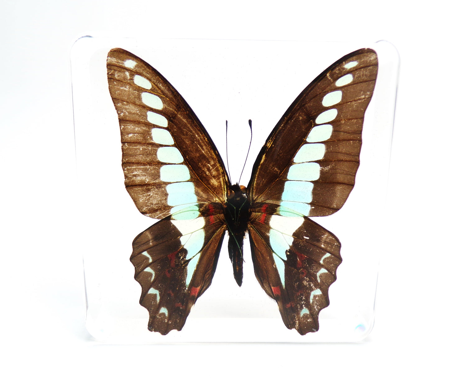 Graphium Sarpeden (Linnaeus) 75mmx75mm