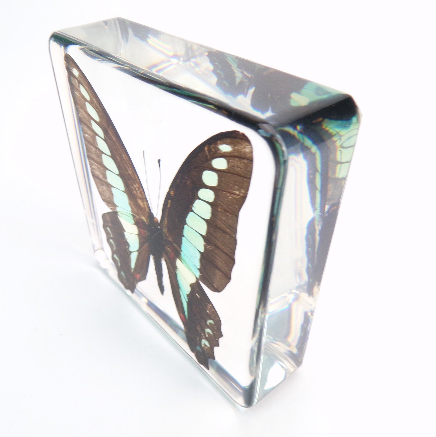 Graphium Sarpeden (Linnaeus) 75mmx75mm