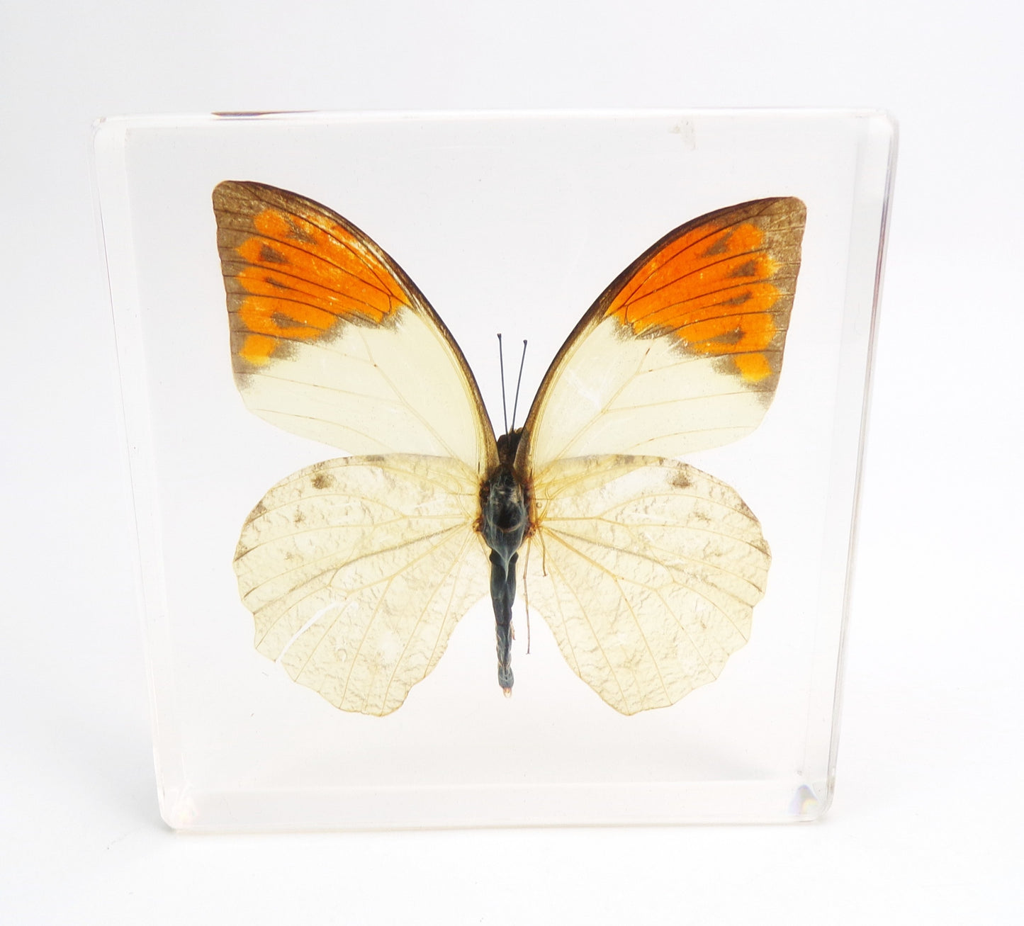 Hebomoia Glaucippe (Linnaeus) 95mmx95mm