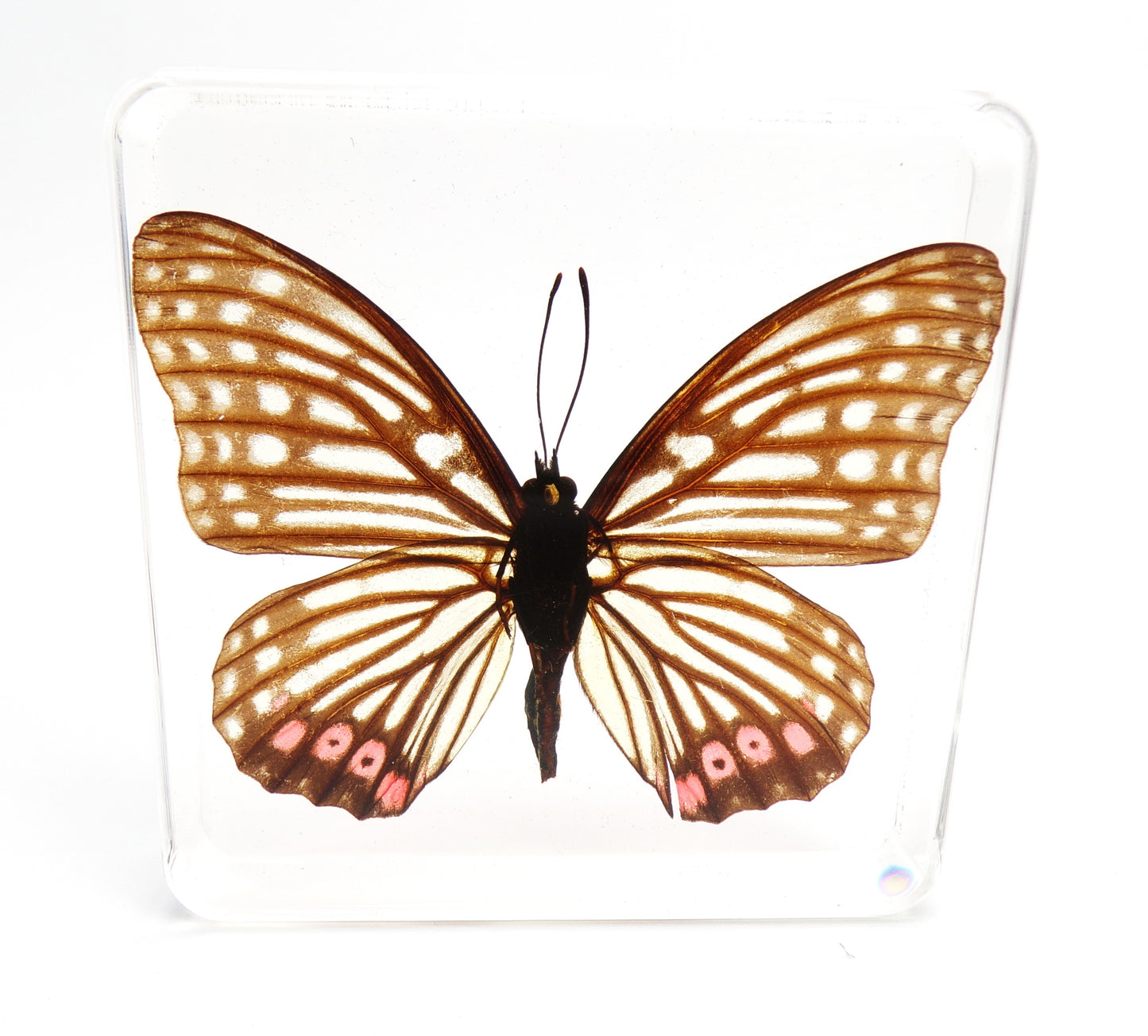 Hestina Assimilis (Linnaeus) 75mmx75mm