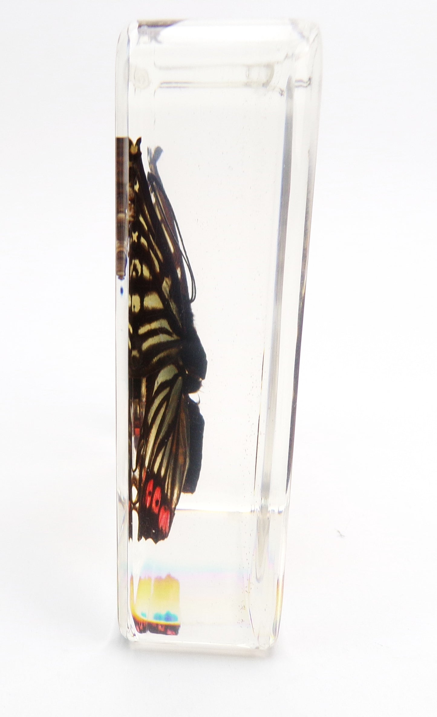 Hestina Assimilis (Linnaeus) 75mmx75mm