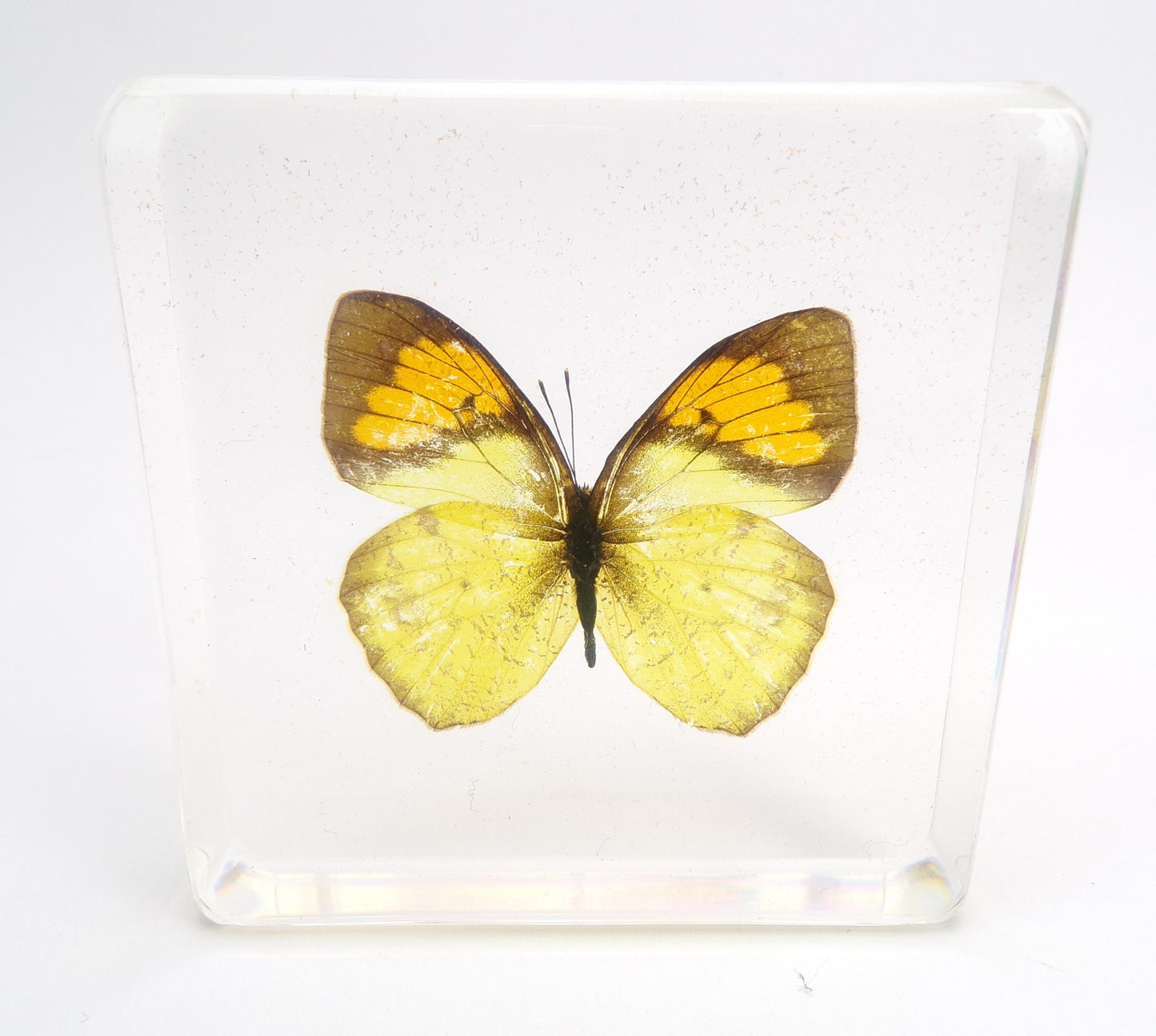 Ixias Pirene (Linnaeus) 75mmx75mm