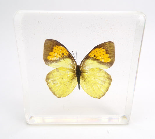 Ixias Pirene (Linnaeus) 75mmx75mm