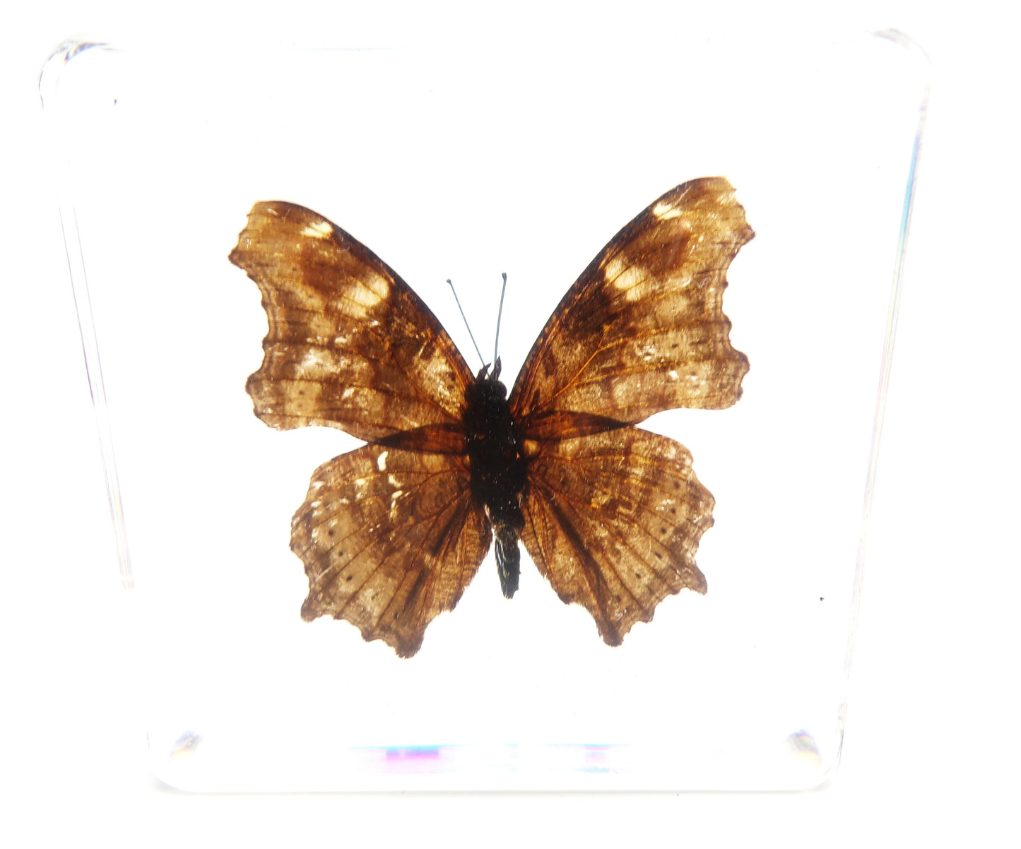 Kaniska Canace (Linnaeus) 75mmx75mm
