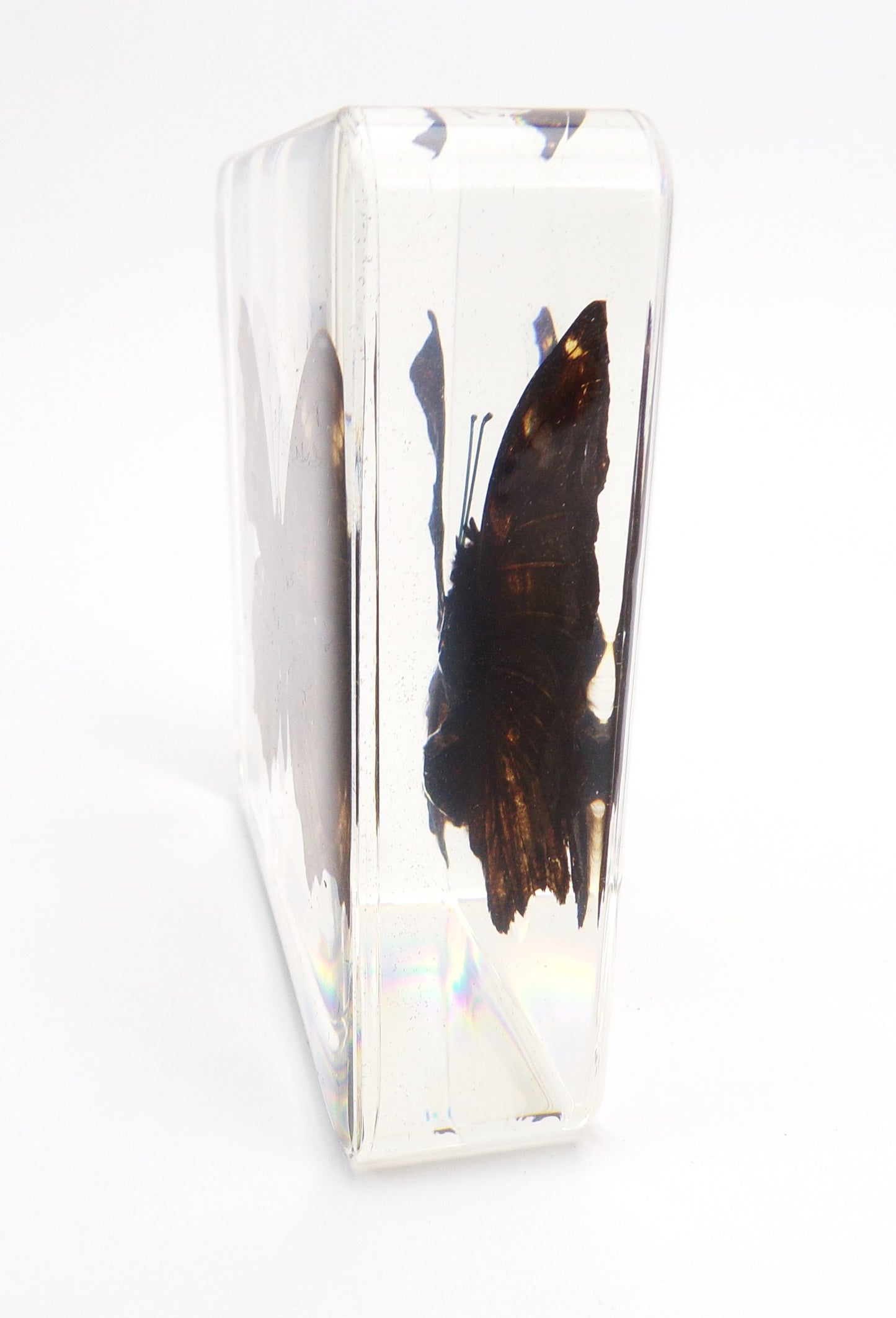 Kaniska Canace (Linnaeus) 75mmx75mm