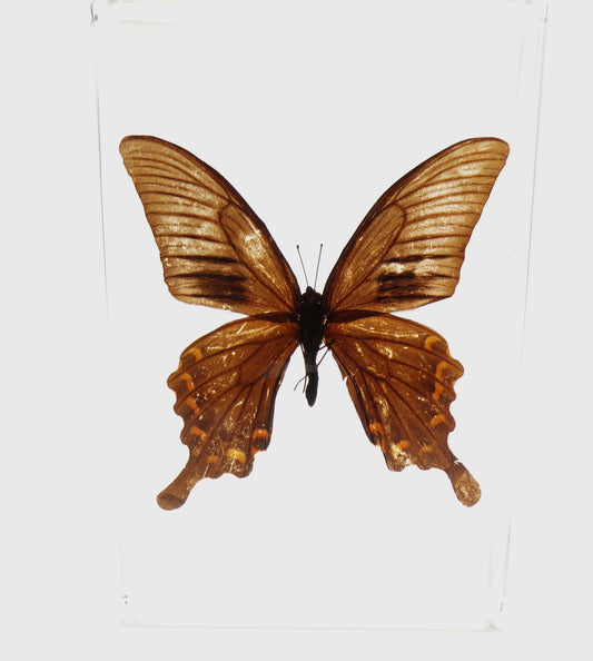 Papilio Bianor (Cramer) 90mmx135mm