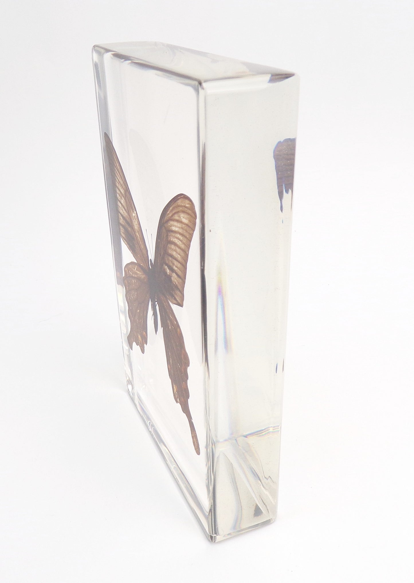 Papilio Bianor (Cramer) 90mmx135mm
