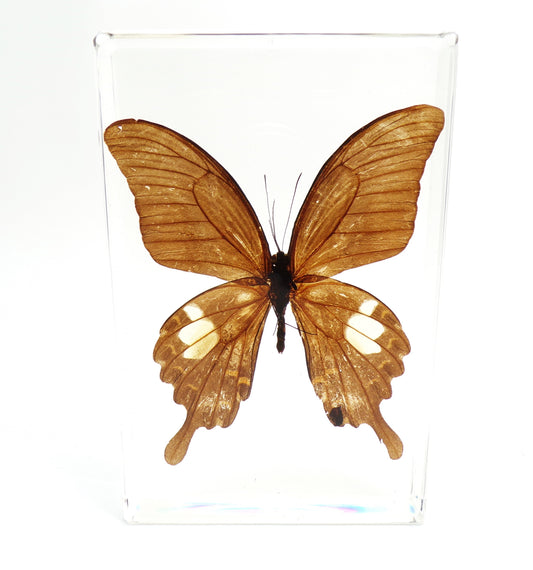 Papilio Helenus (Linnaeus) 90mmx135mm