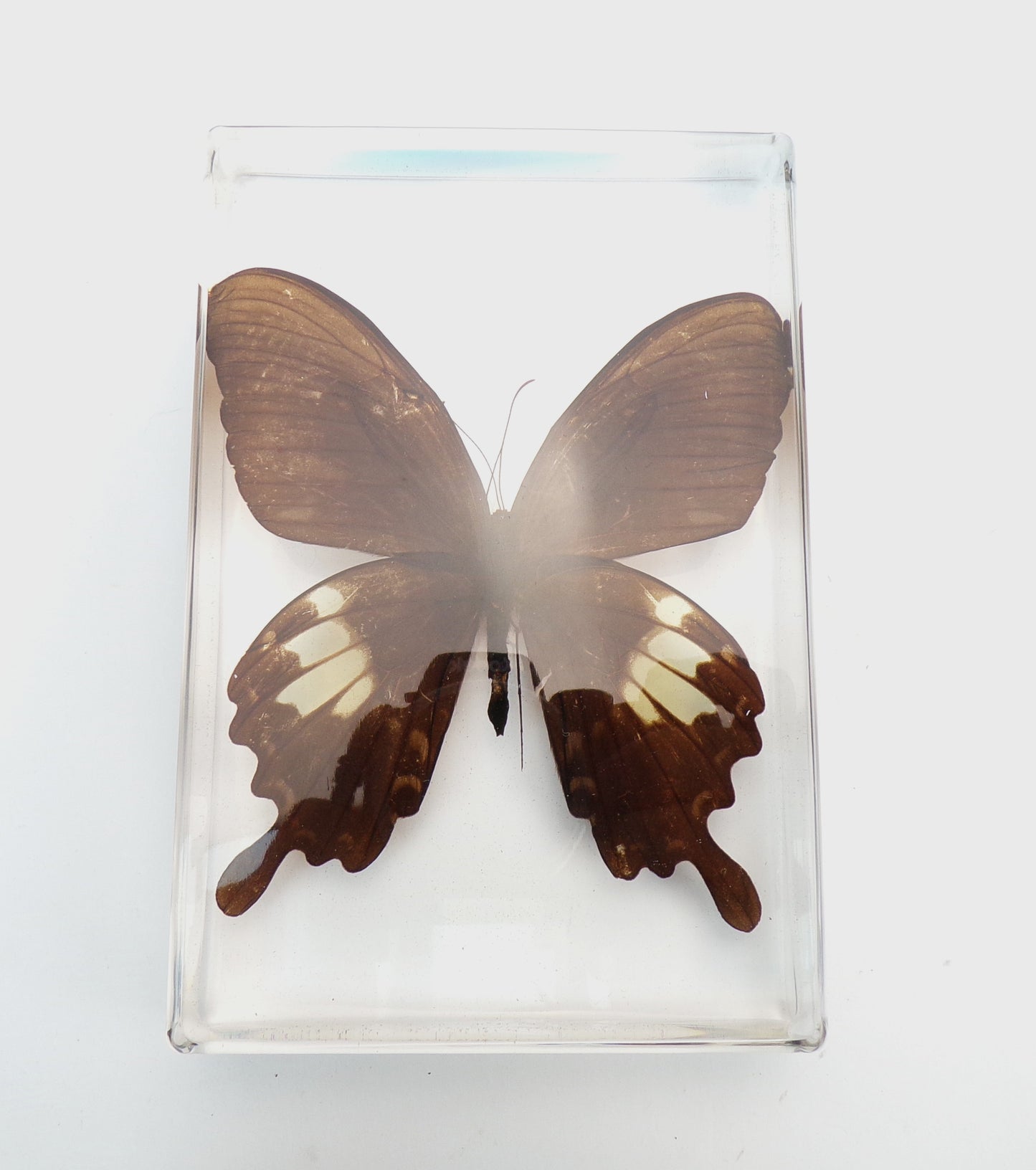 Papilio Nephelus (Boisduval) 90mmx135mm