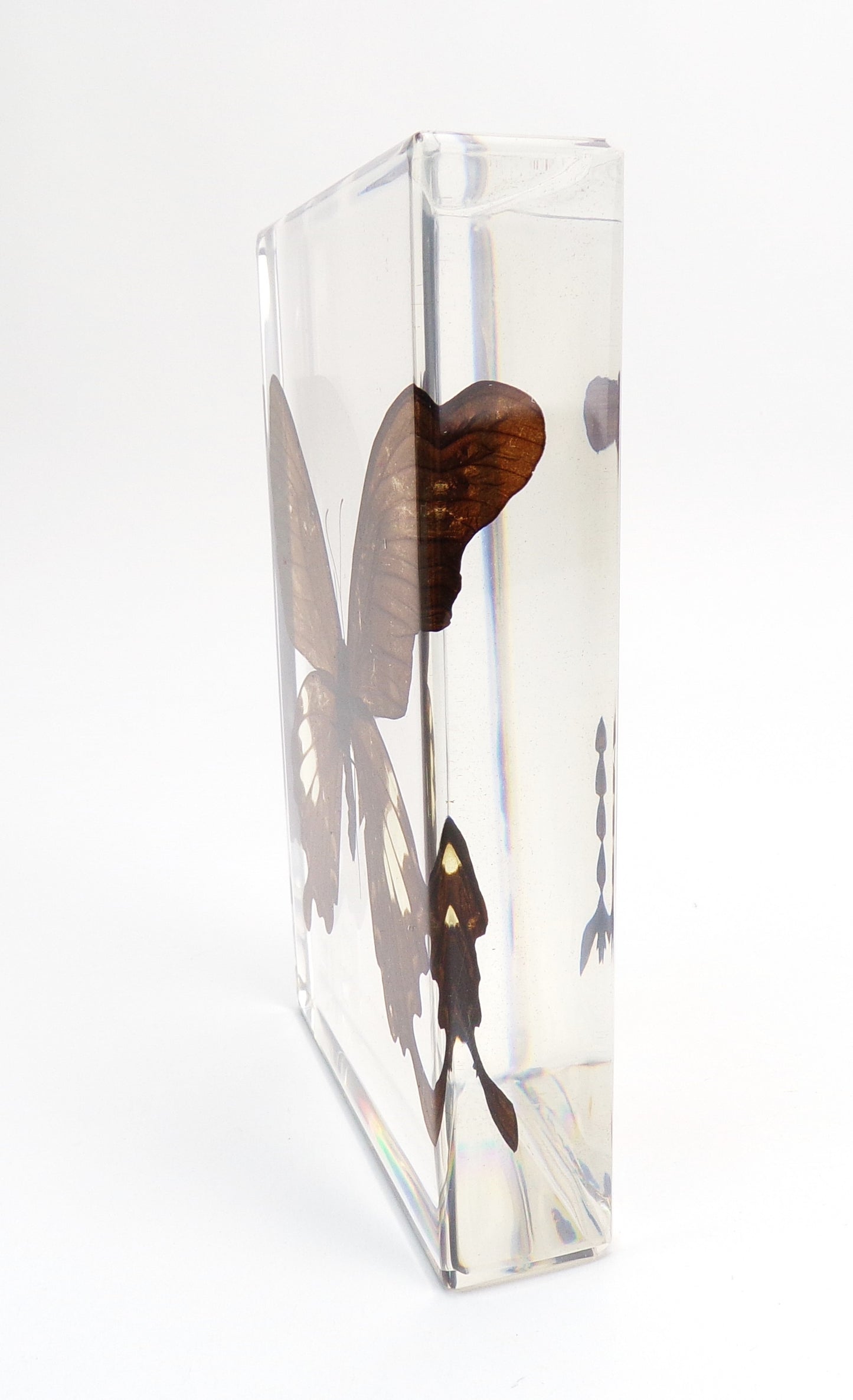 Papilio Nephelus (Boisduval) 90mmx135mm