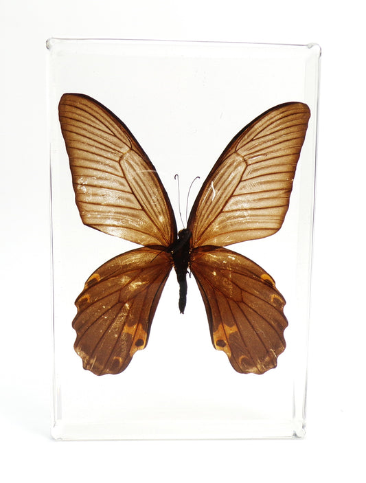 Papilio Protenor (Cramer) 90mmx135mm