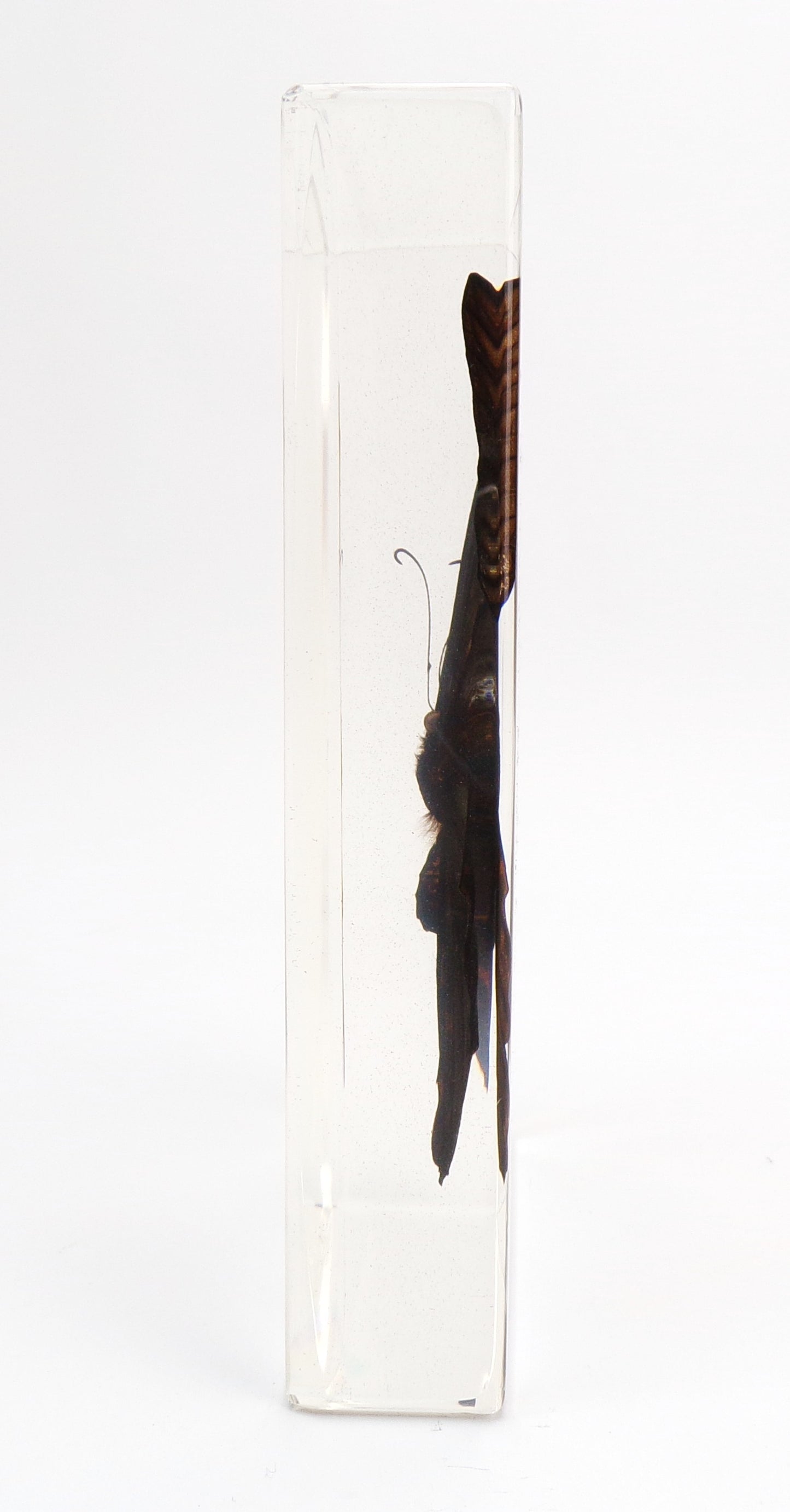 Papilio Protenor (Cramer) 90mmx135mm