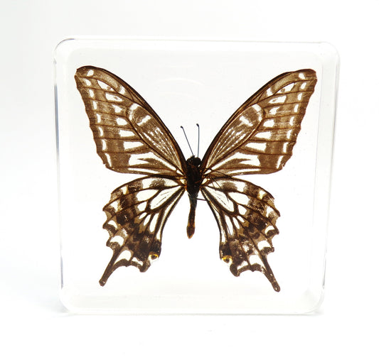 Papilio Xuthus 75mmx75mm
