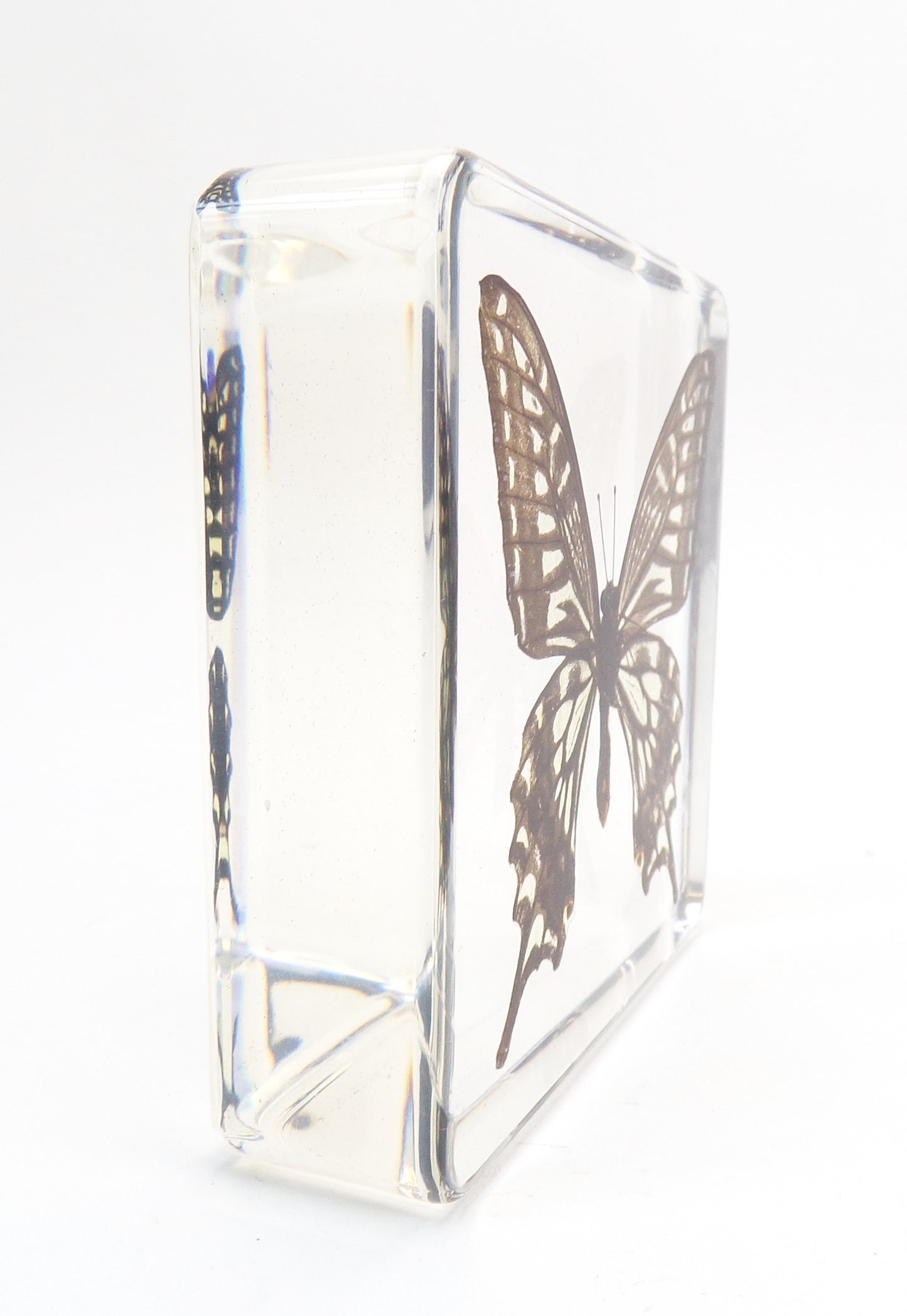 Papilio Xuthus 75mmx75mm