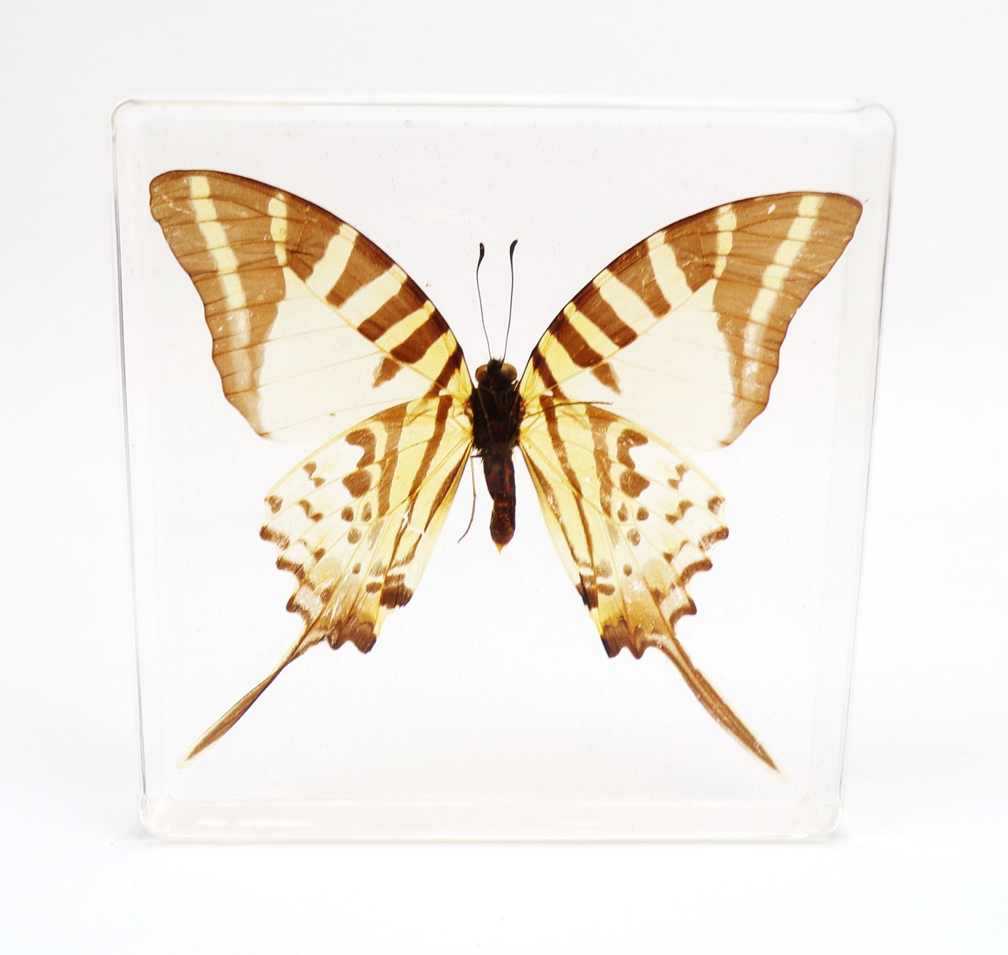 Pathysa Antiphates (Cramer) 95mmx95mm