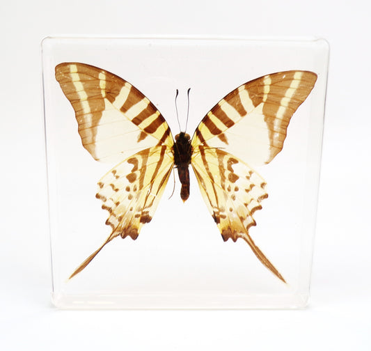 Pathysa Antiphates (Cramer) 95mmx95mm