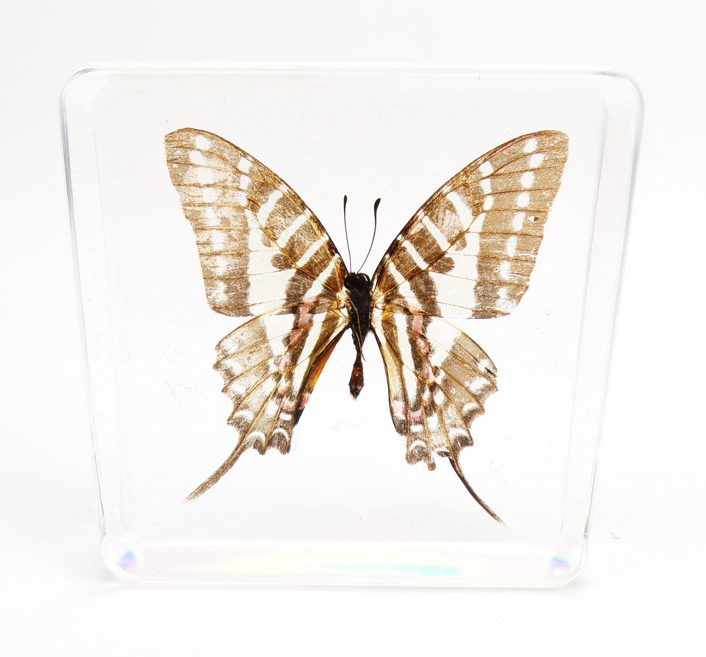 Pathysa Nomius (Esper) 75mmx75mm