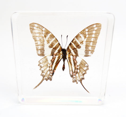 Pathysa Nomius (Esper) 75mmx75mm