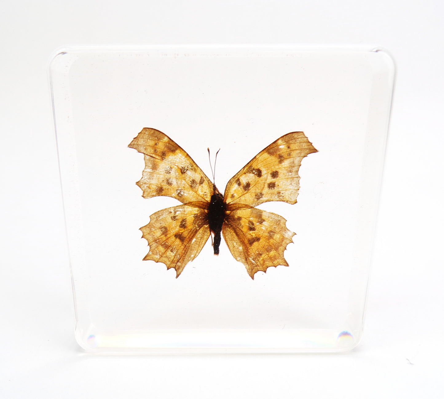 Polygonia Caurum 75mmx75mm