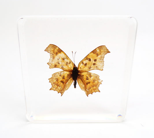 Polygonia Caurum 75mmx75mm