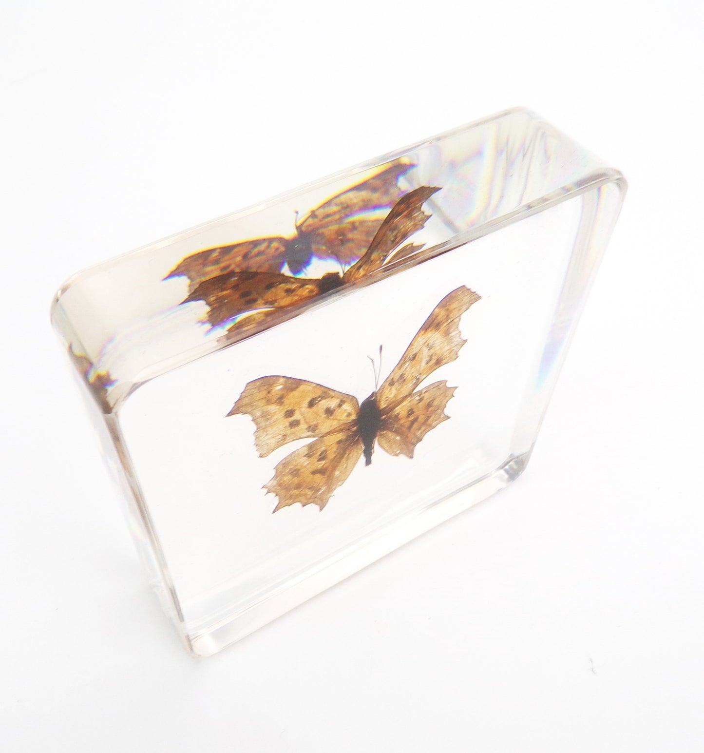 Polygonia Caurum 75mmx75mm