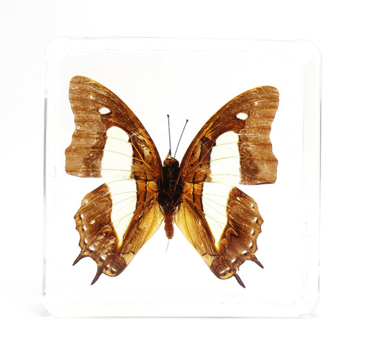 Polyura Athamas (Drury) 75mmx75mm