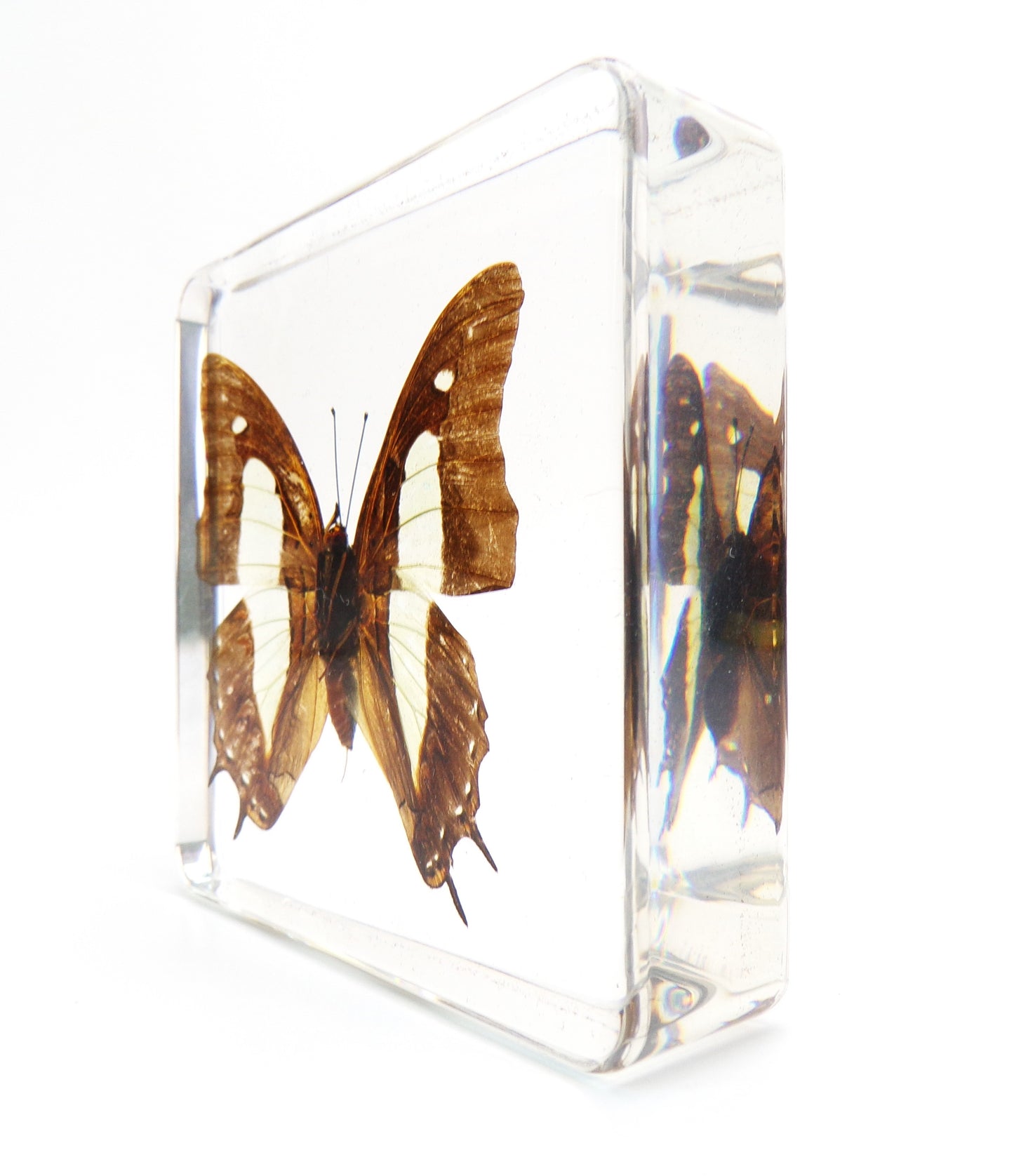 Polyura Athamas (Drury) 75mmx75mm