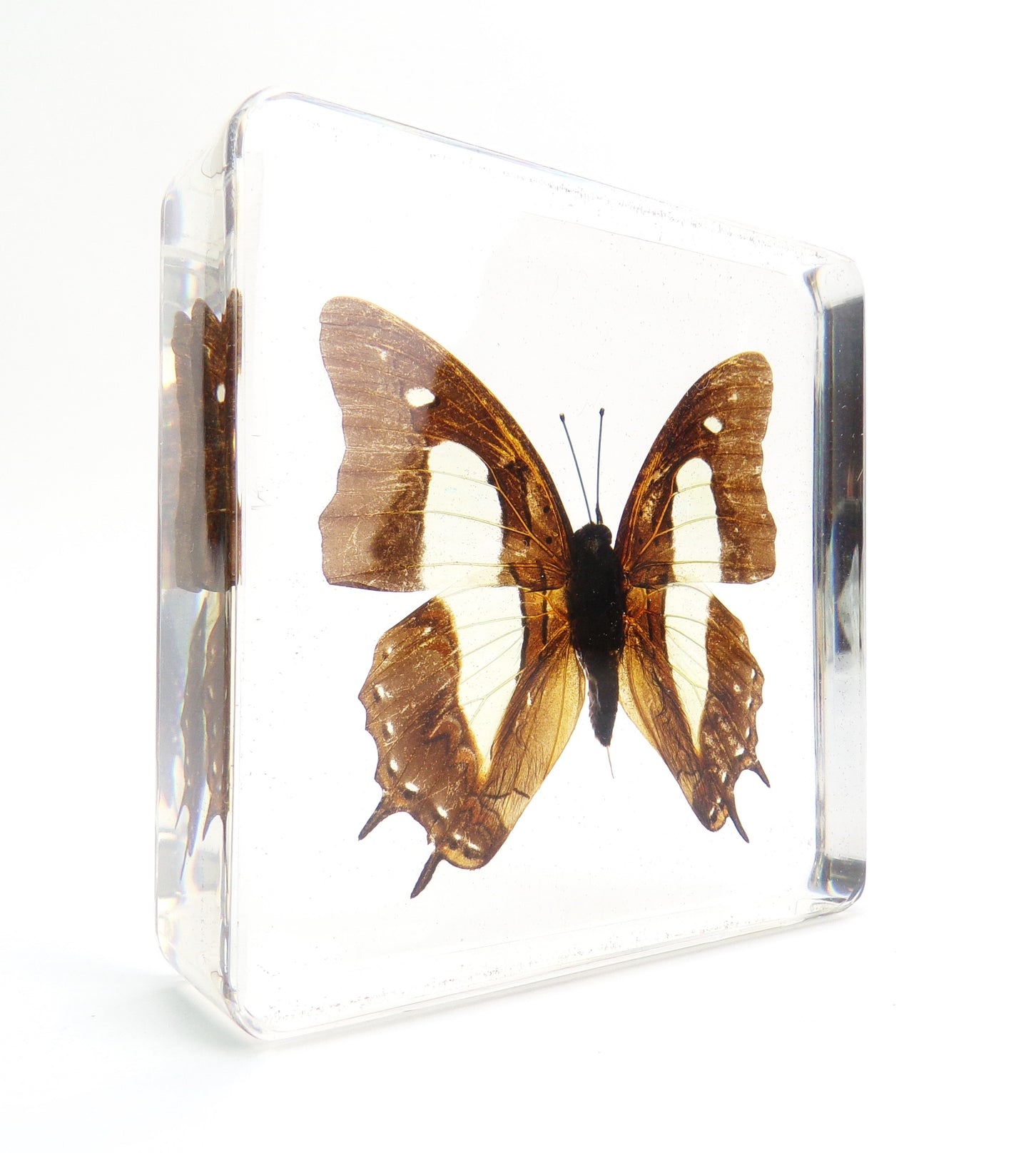 Polyura Athamas (Drury) 75mmx75mm