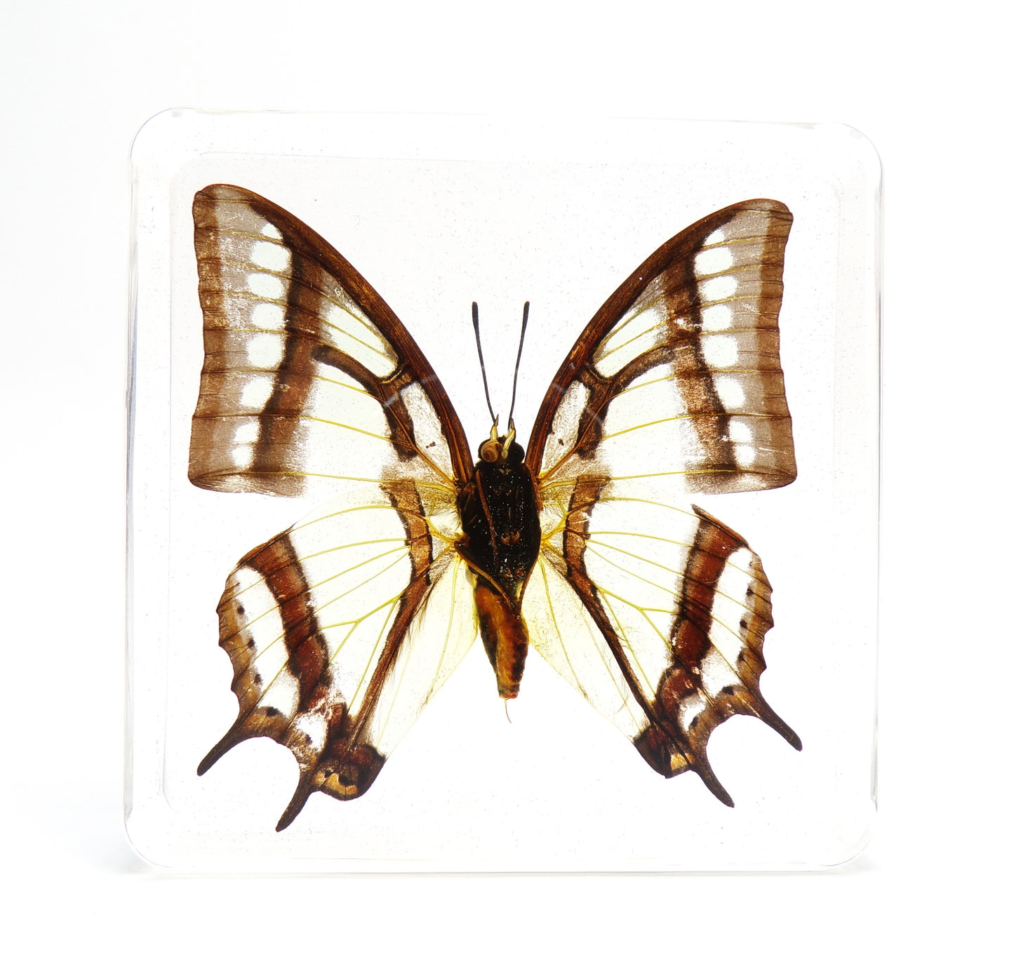 Polyura Narcaea 75mmx75mm
