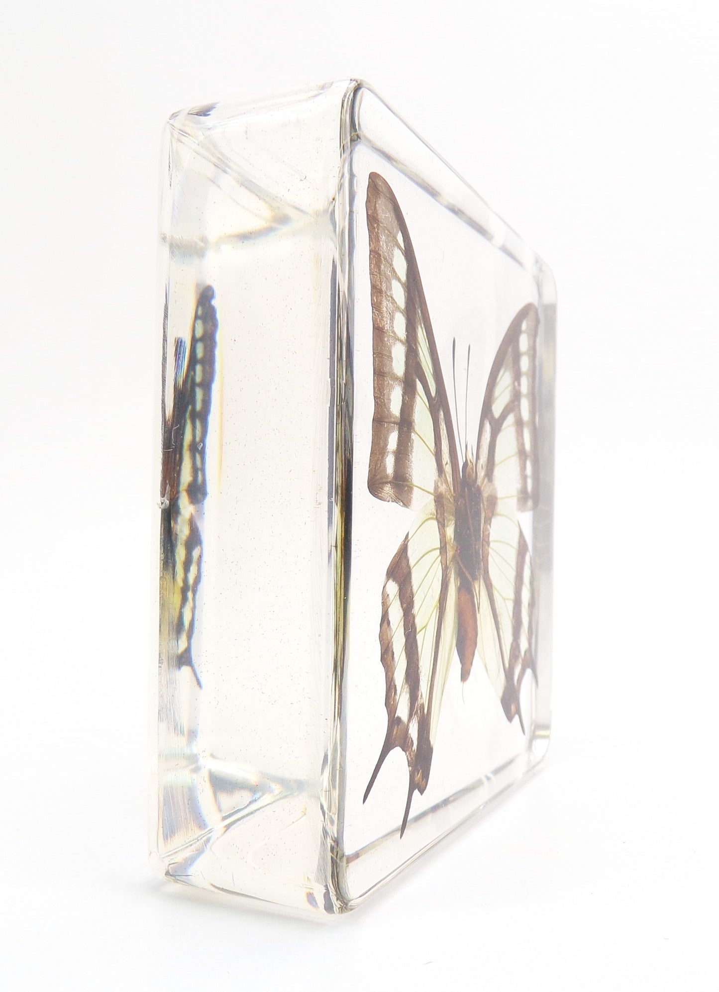Polyura Narcaea 75mmx75mm