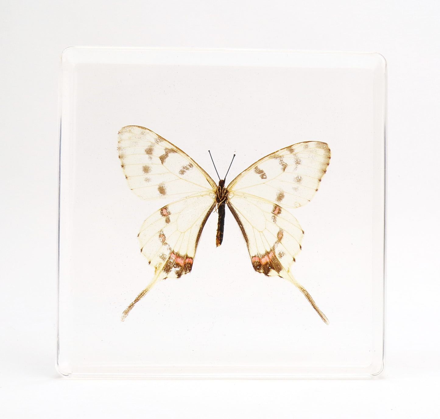 Sericinus Montelus (Grey) 95mmx95mm