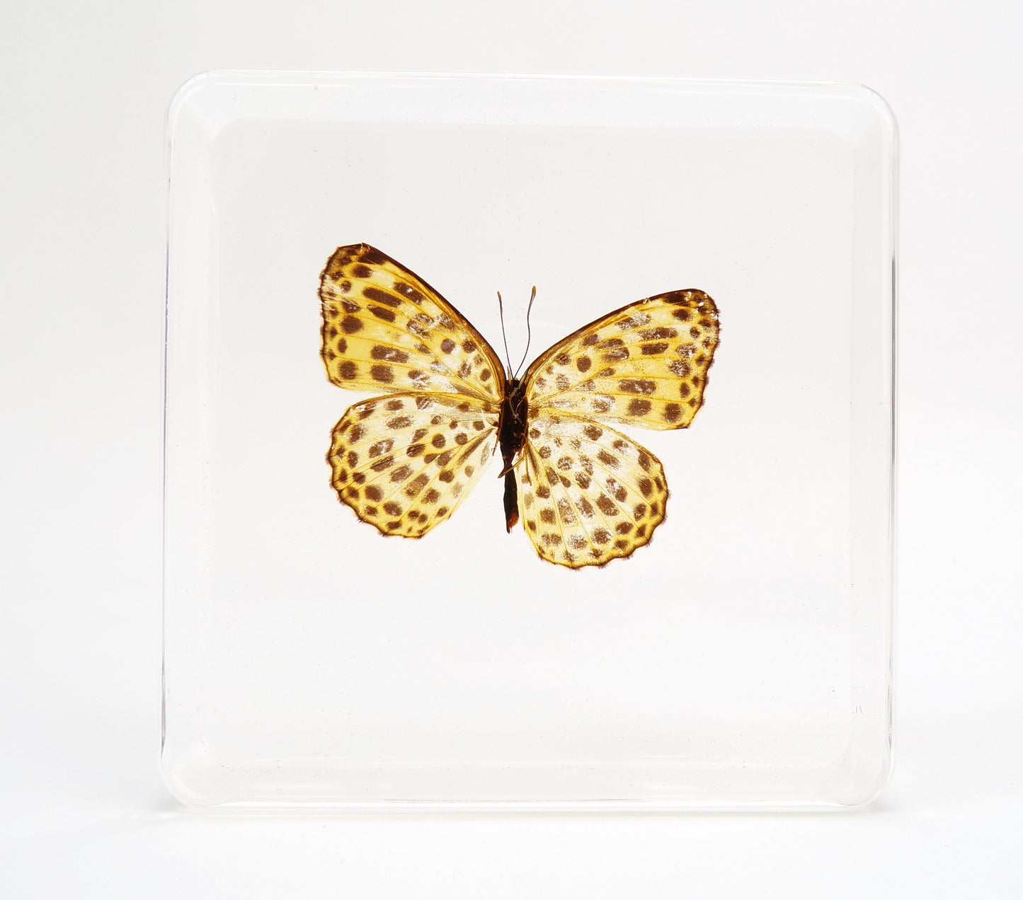 Timelaea Maculata 75mmx75mm