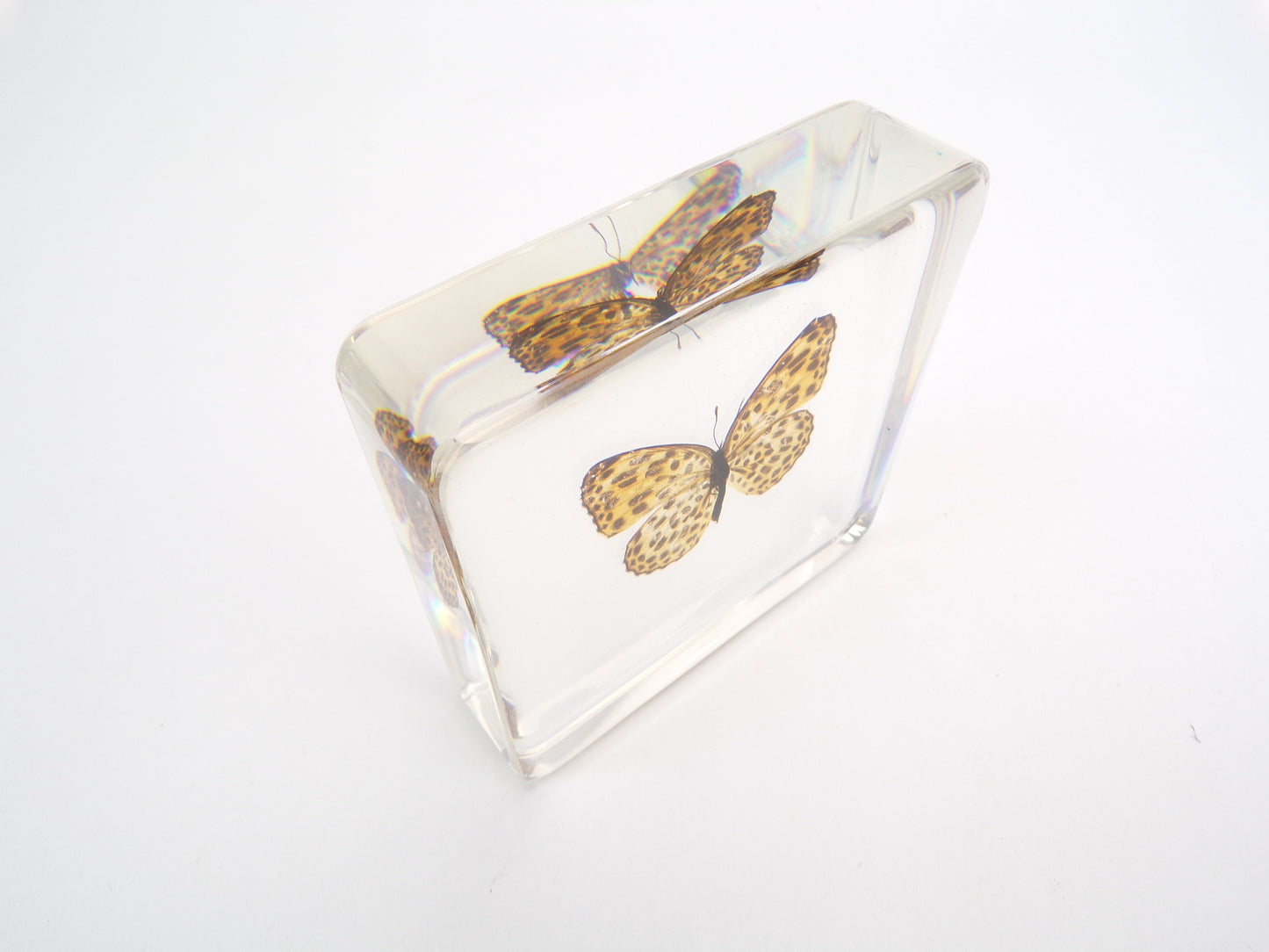Timelaea Maculata 75mmx75mm