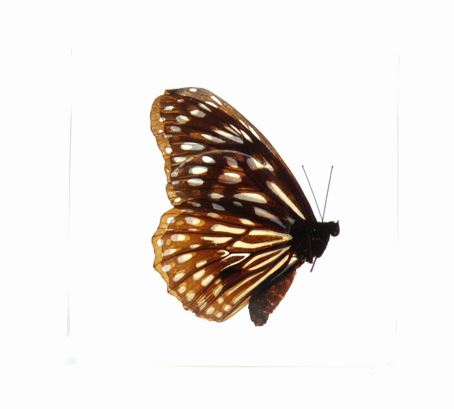 Tirumala Limniace (Cramer) 75mmx75mm