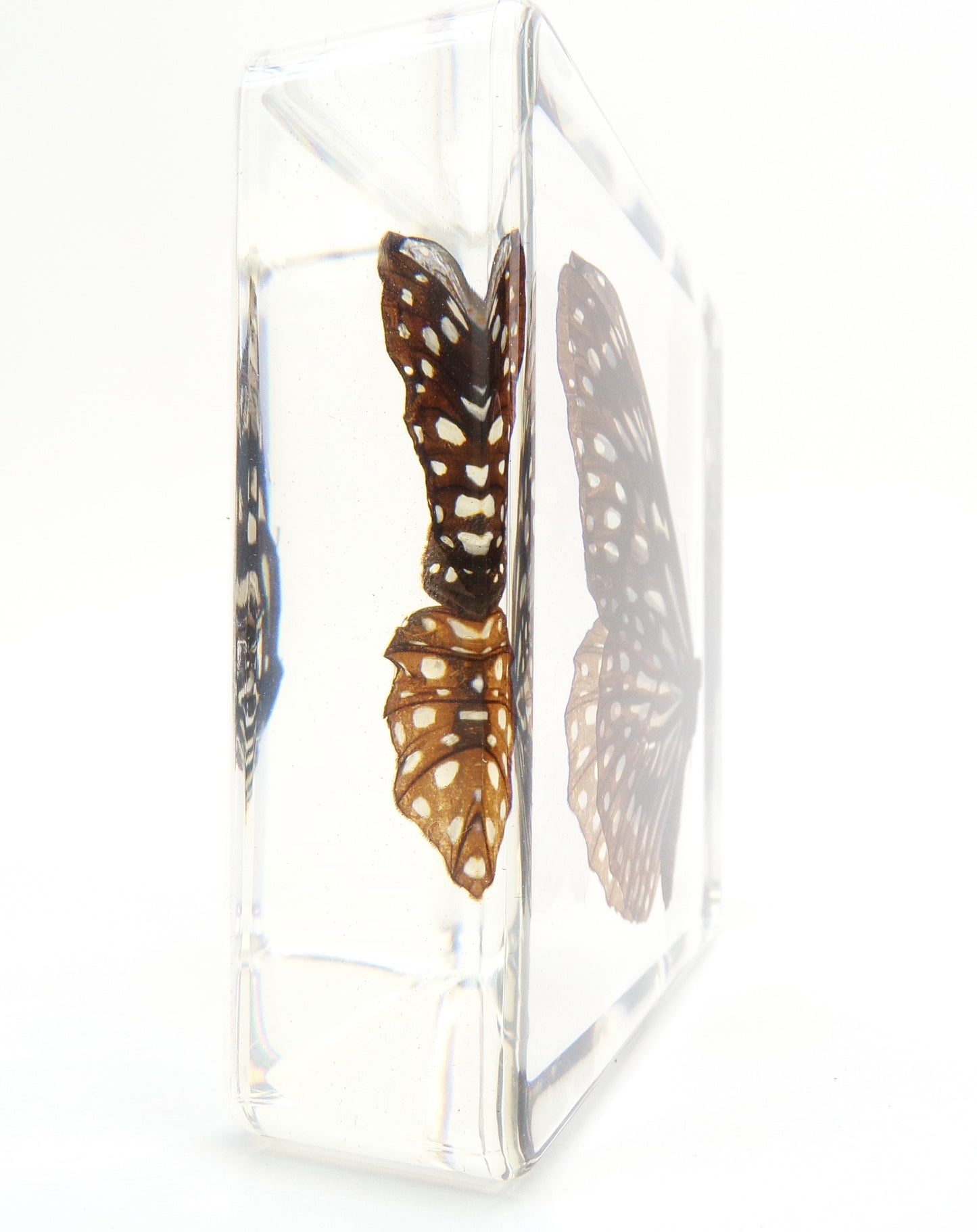 Tirumala Limniace (Cramer) 75mmx75mm