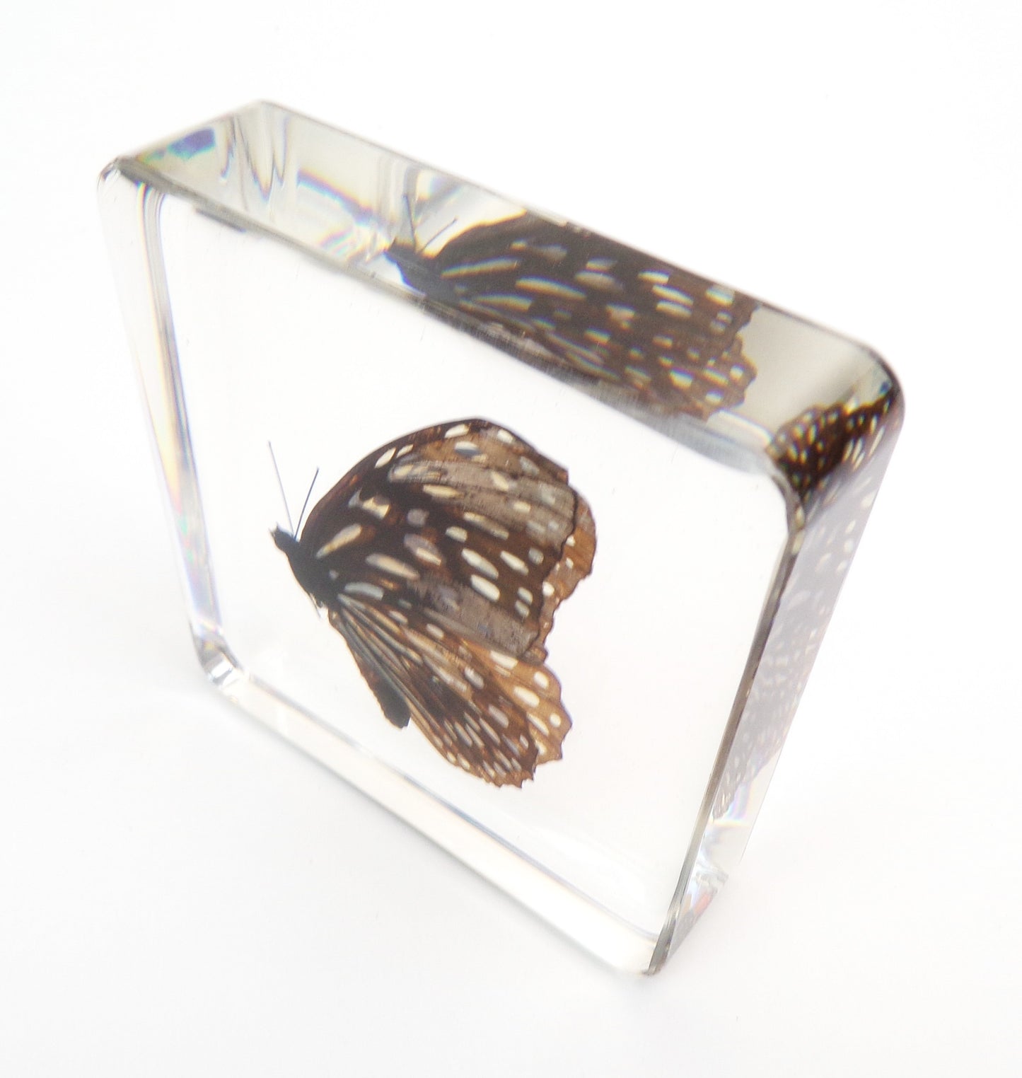 Tirumala Limniace (Cramer) 75mmx75mm