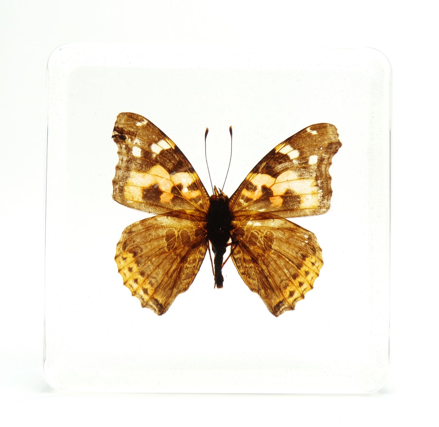 Vanessa Indica (Herbst) 75mmx75mm