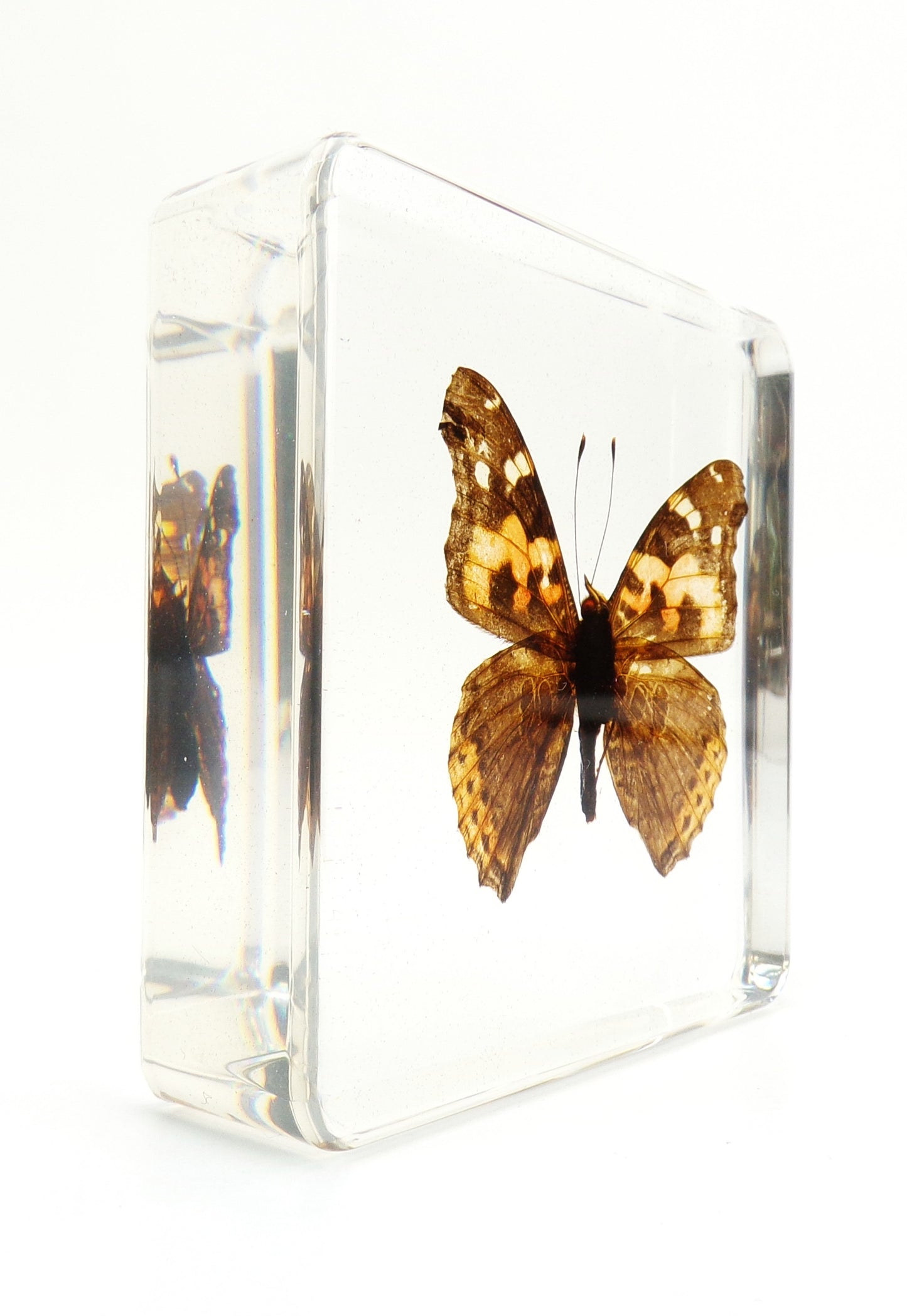 Vanessa Indica (Herbst) 75mmx75mm