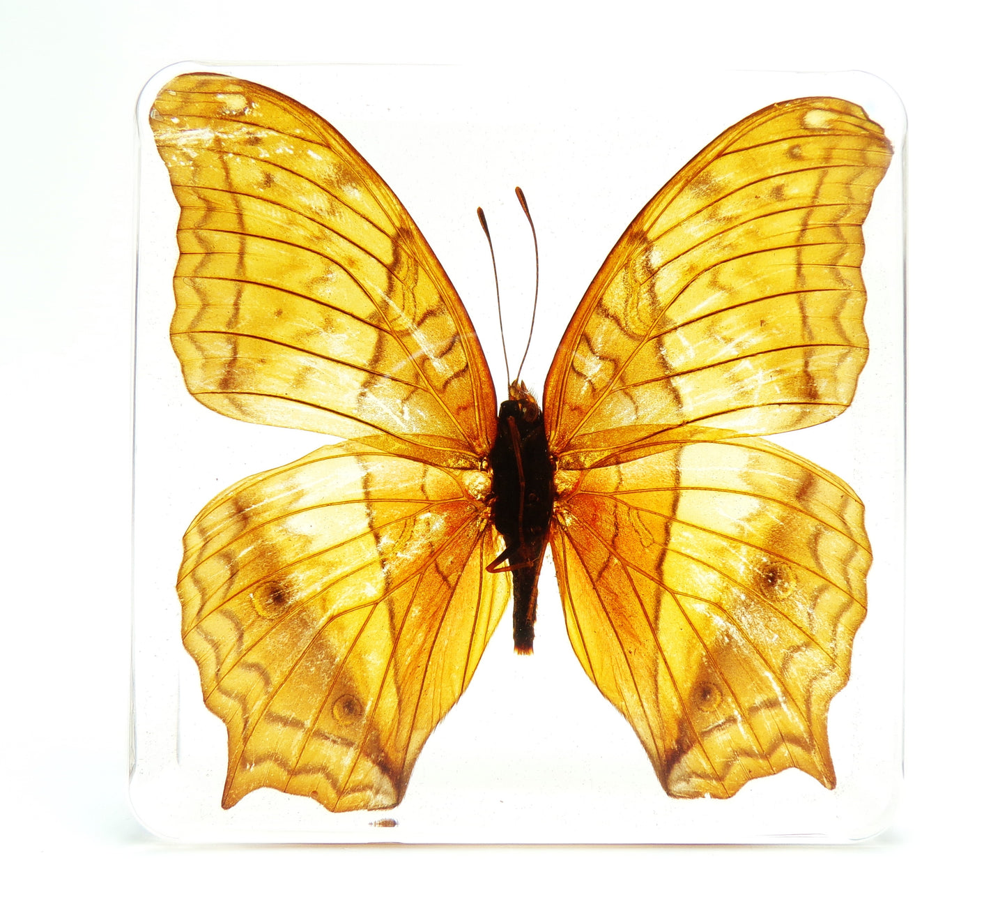 Vindula Erota 75mmx75mm