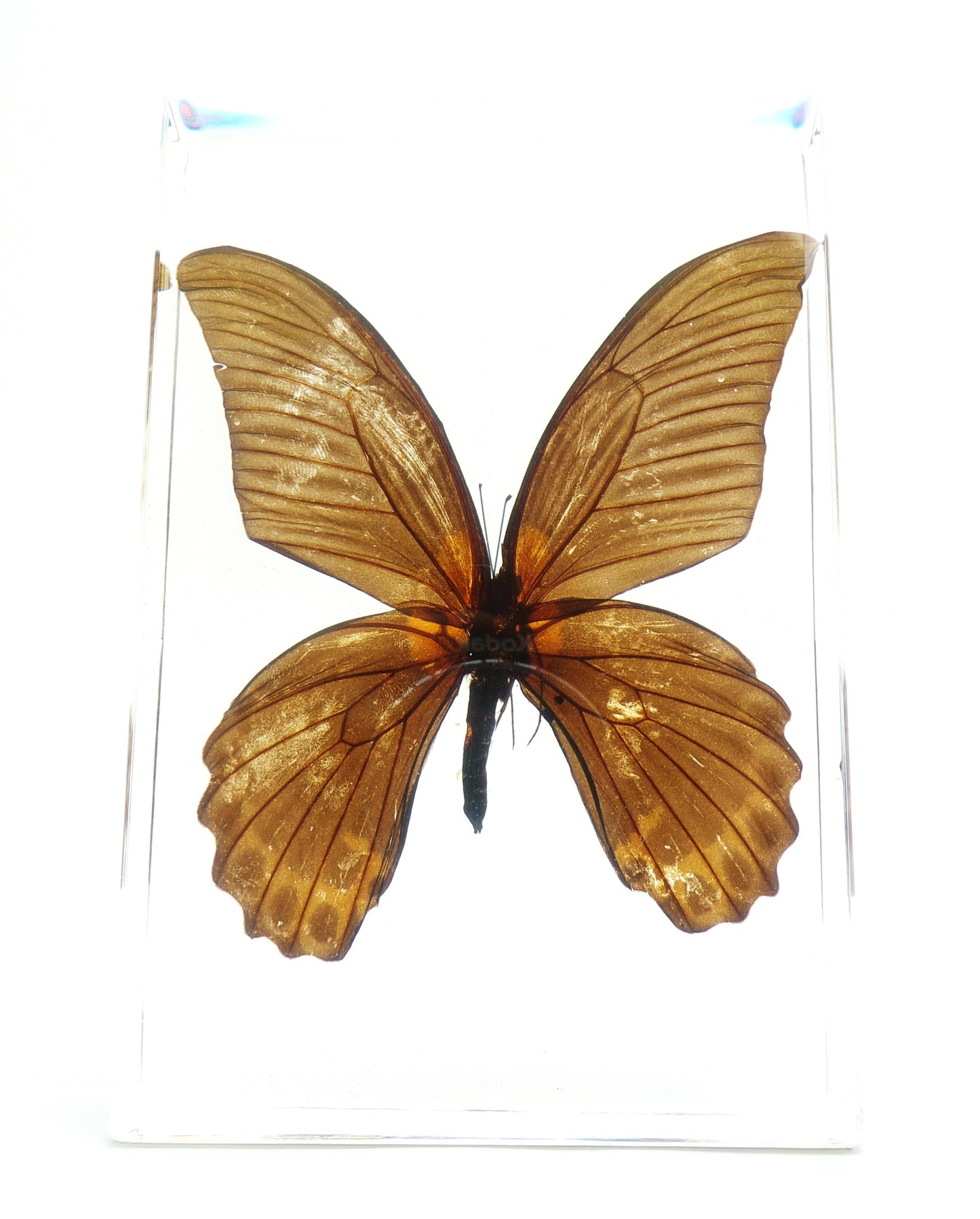 Papilio Memnon 90mmx135mm